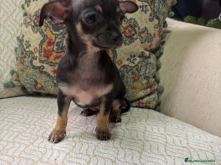 Chihuahua perros Chihuahua Toy hembra negro - Anuncio 29