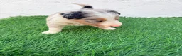 Border Collie perros en venta: Border Collie tri merle blue choco - Anuncio 6