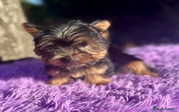 Yorkshire Terrier perros en venta: YORCSHIRE TERRIER TOY - Imagen 2