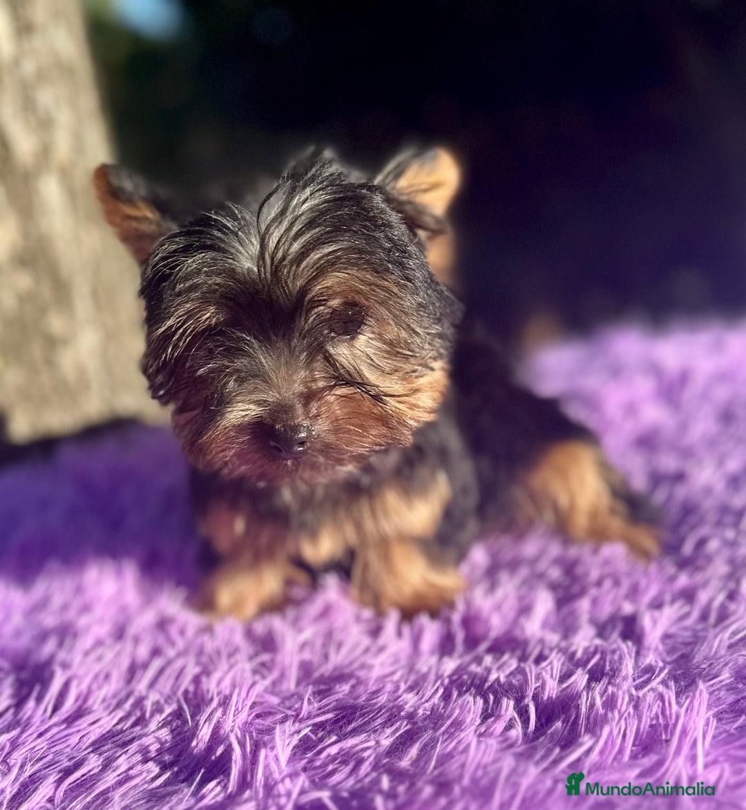 Yorkshire Terrier perros en venta: YORCSHIRE TERRIER TOY - Imagen 2