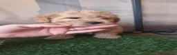 Caniche Toy perros en venta: Ultimo machito toy en Navarra - Anuncio 6