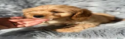 Cavapoo perros en venta: CAVAPOO - Anuncio 8