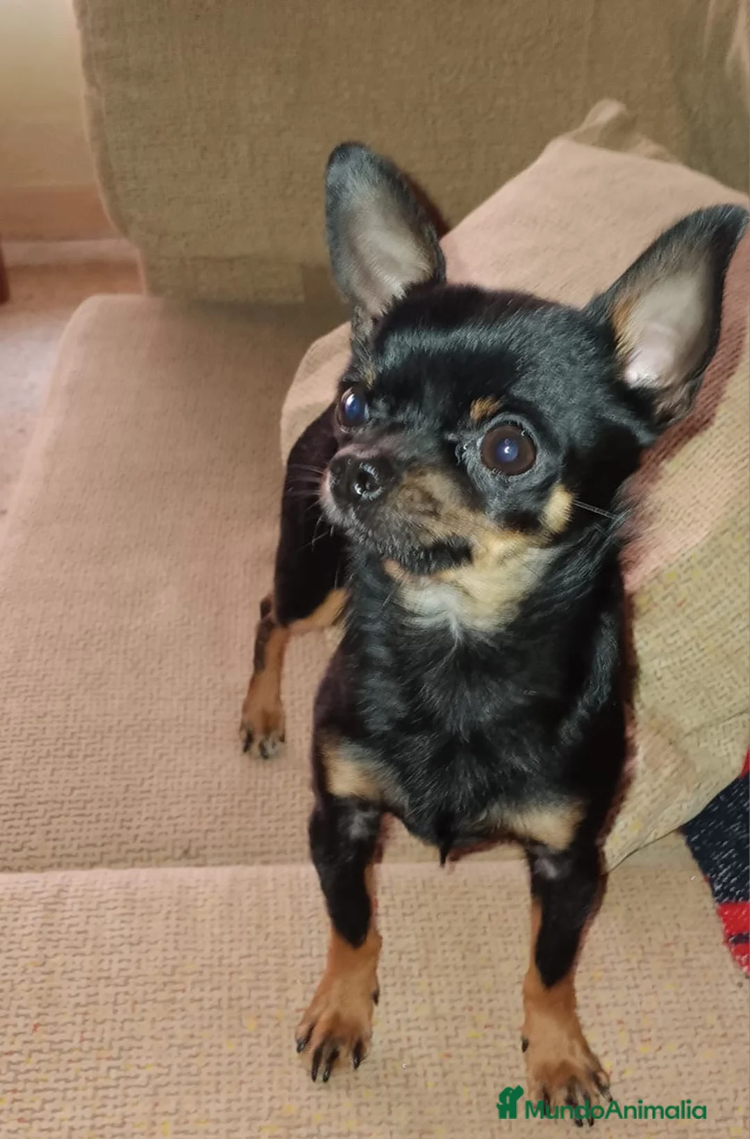 Raza Mixta perros en venta: Cruzaditas Hembras de Chihuahua y Yorkshire Toy - Anuncio 2