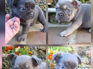 Bulldog Francés perros Bulldog Frances - Anuncio 3