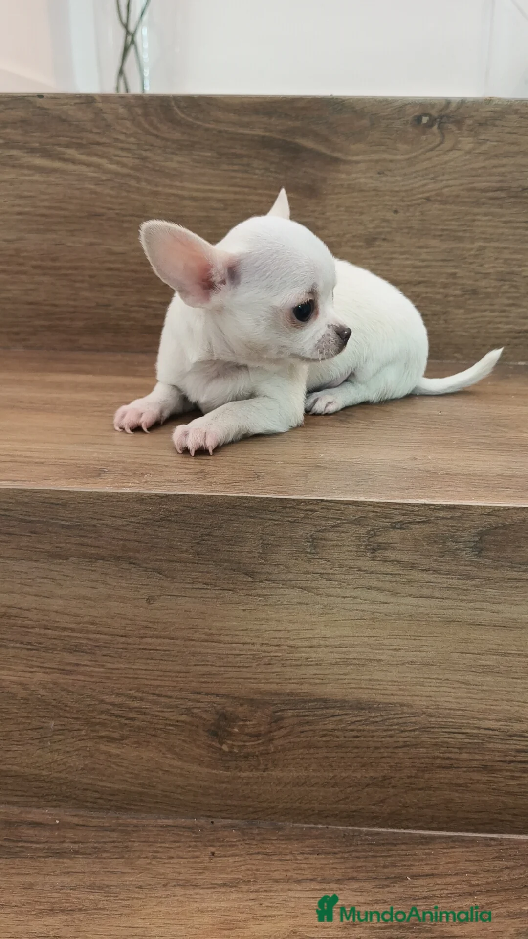 Chihuahua perros en venta: Chihuahua Toy  - Anuncio 8