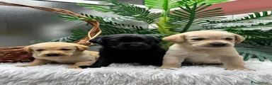 Labrador Retriever 3