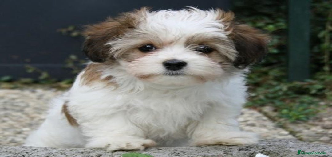 Imagen de galería {{count}}