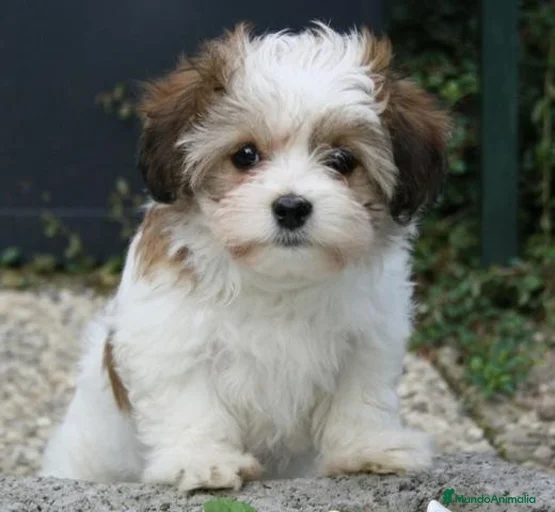 Imagen de galería {{count}}