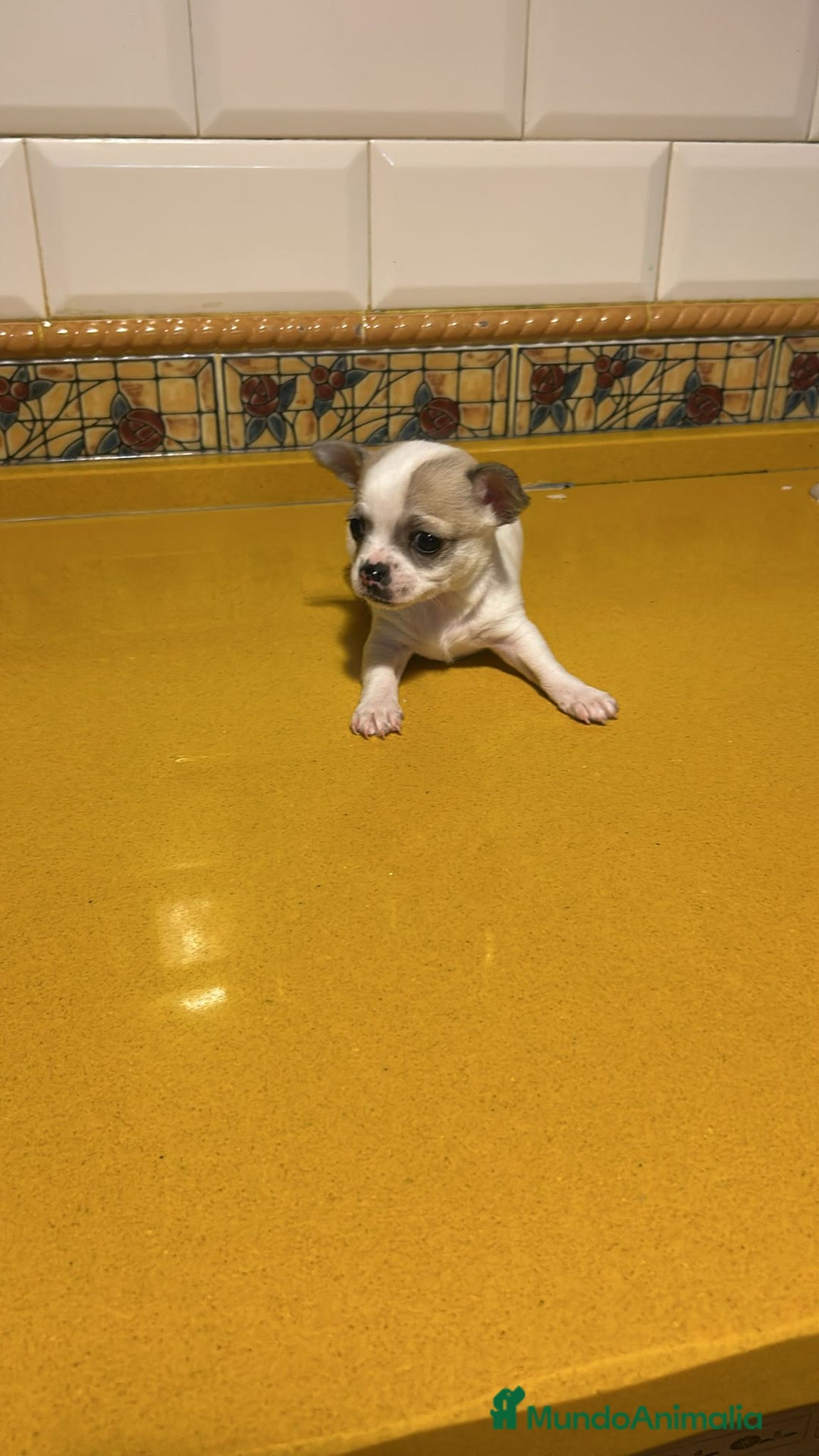 Chihuahua perros en venta: Chihuahuas toy - Anuncio 6