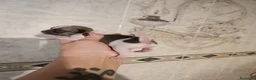 Chihuahua perros en venta: CHIHUAHUAS MICRO TOYS EXCLUSIVOS  - Anuncio 3