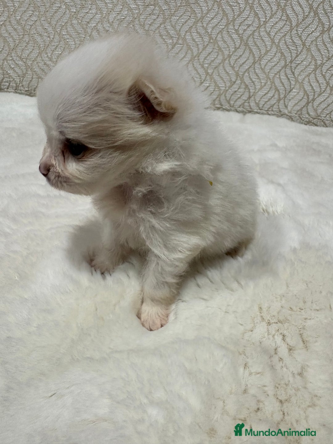 Pomerania perros en venta: Lulu Pomerania Toy hembra naranja blanca  - Anuncio 14