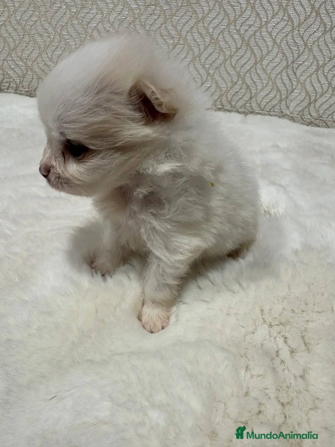 Pomerania perros en venta: Lulu Pomerania Toy hembra naranja blanca  - Anuncio 14