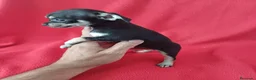 Chihuahua perros en venta: Chihuahua Mini  - Anuncio 2
