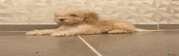 Caniche Toy perros en venta: Oportunidad  en Madrid - Anuncio 5