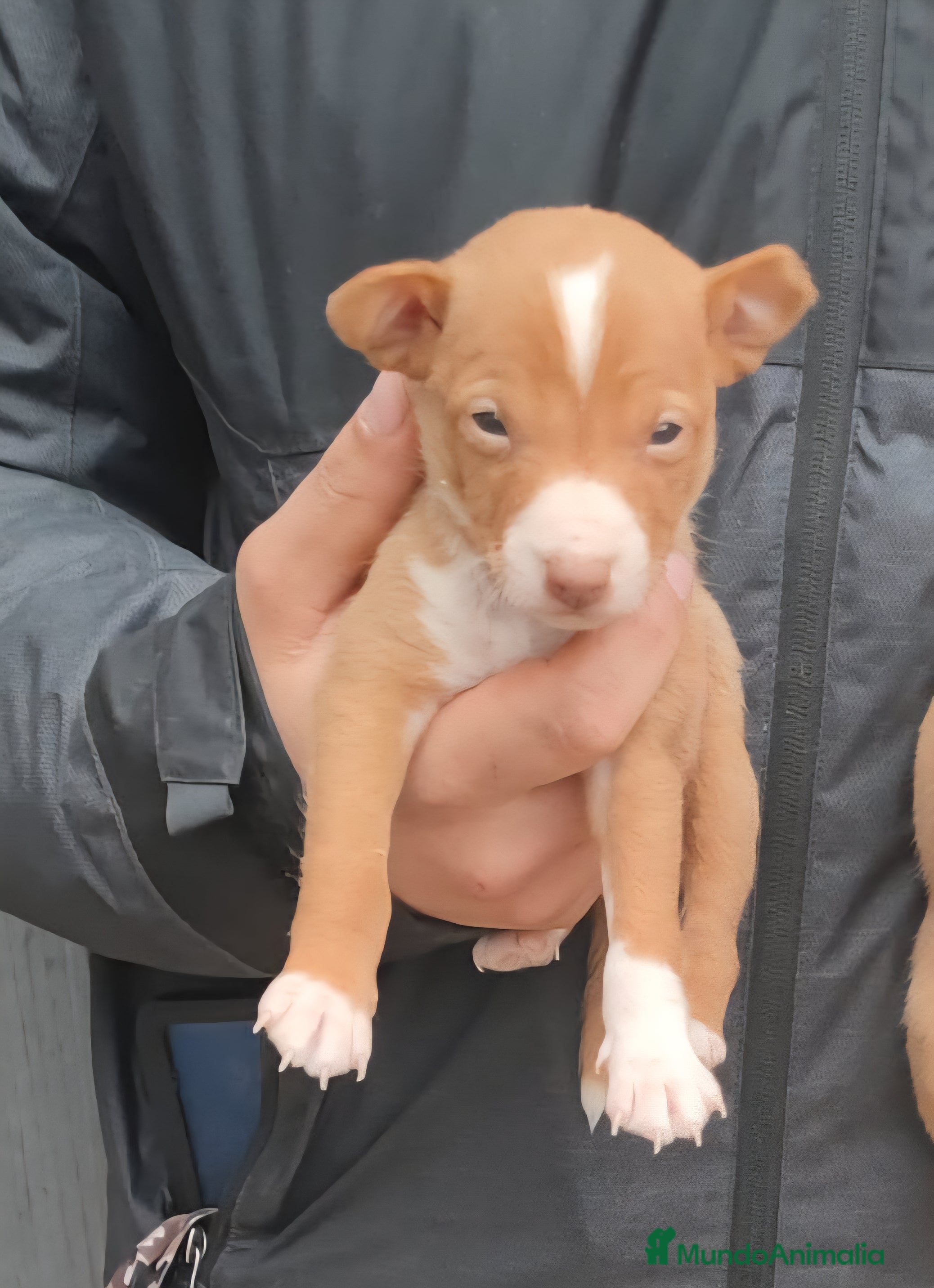Podenco Andaluz perros Camada podenco andaluz - Anuncio 26