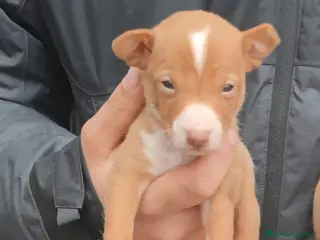 Podenco Andaluz perros Camada podenco andaluz - Anuncio 26