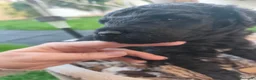 Perro de Agua Español perros en venta: PDA 🖤🖤 en Asturias - Anuncio 4