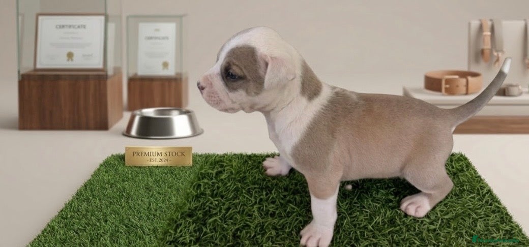 American Staffordshire-Terrier perros Espectacular camada de American staffordshire - Anuncio 2