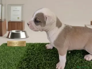 American Staffordshire-Terrier perros Espectacular camada de American staffordshire - Anuncio 2