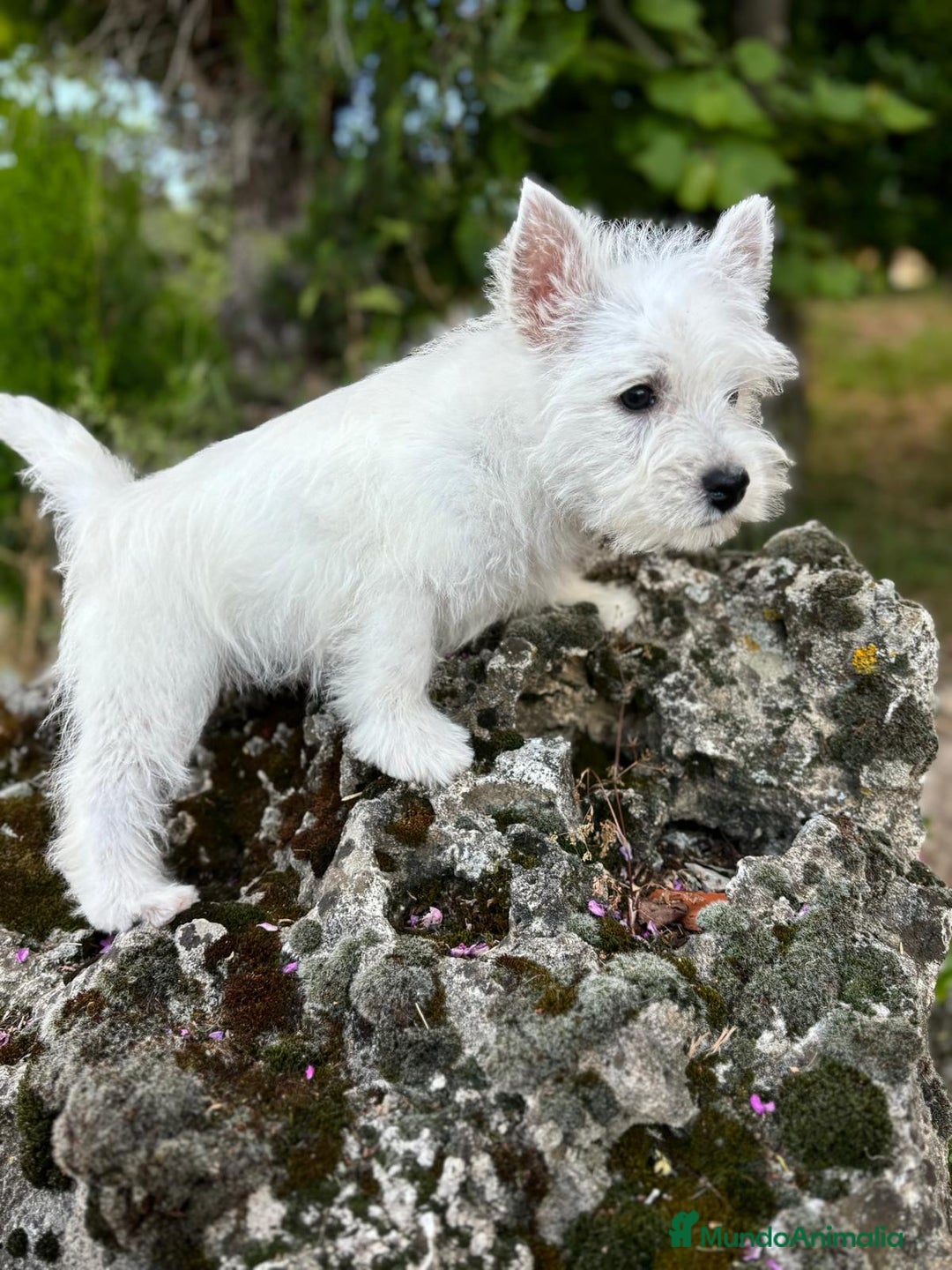 West Highland White Terrier perros en venta: Westys excelentes Ejemplres  - Imagen 6