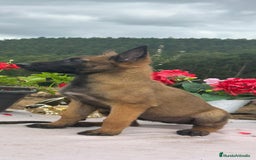 Pastor Belga Malinois perros en venta: Pastor belga malinois. Precio real en Cantabria - Imagen 8