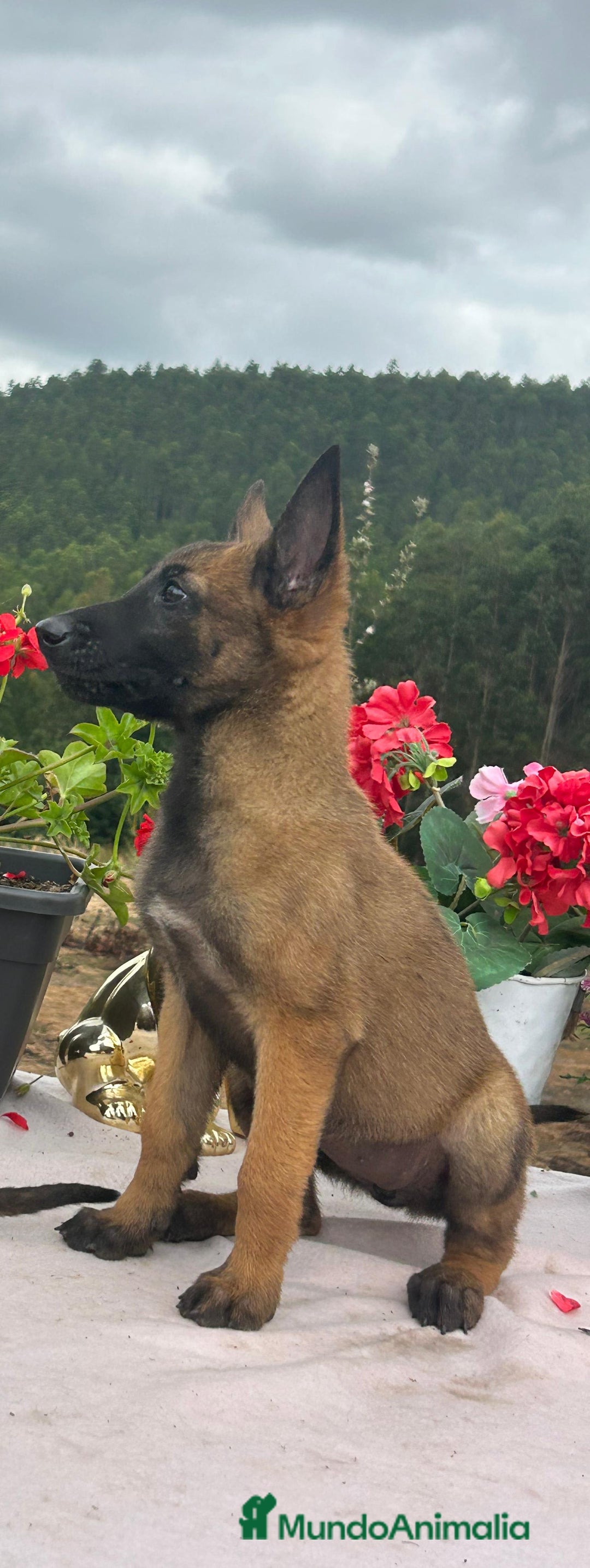Pastor Belga Malinois perros en venta: Pastor belga malinois. Precio real en Cantabria - Imagen 8