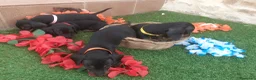Teckel perros en venta: TECKEL MINIATURA NEGRO FUEGO  - Anuncio 6