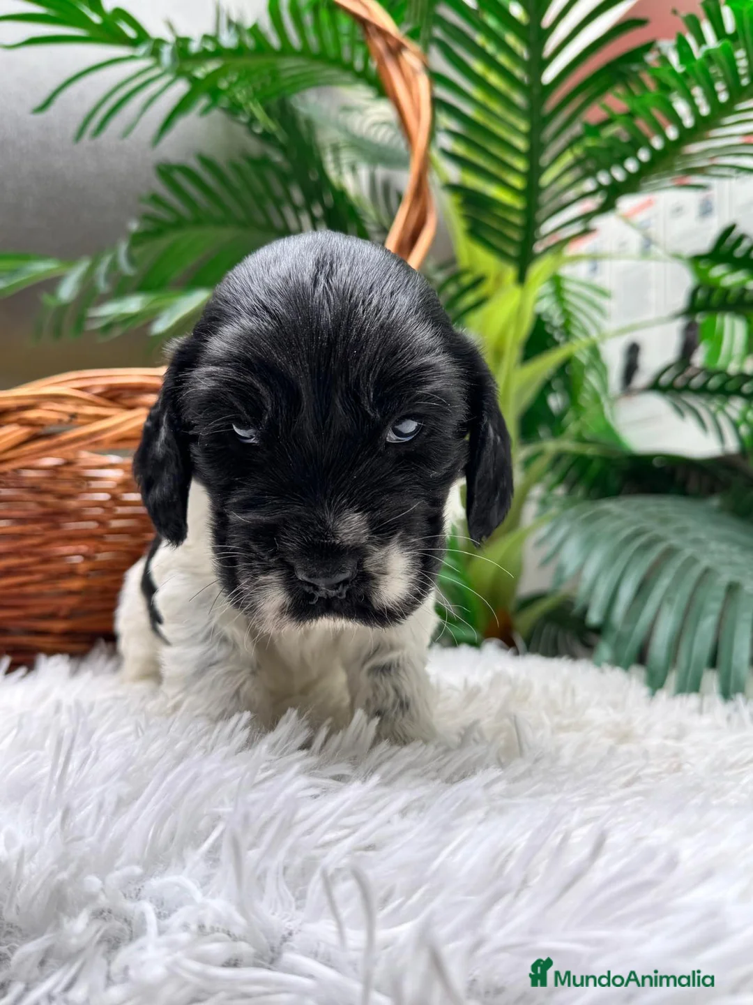 Cocker Spaniel Inglés perros en venta: COCKER SPANIEL INGLES - Anuncio 7