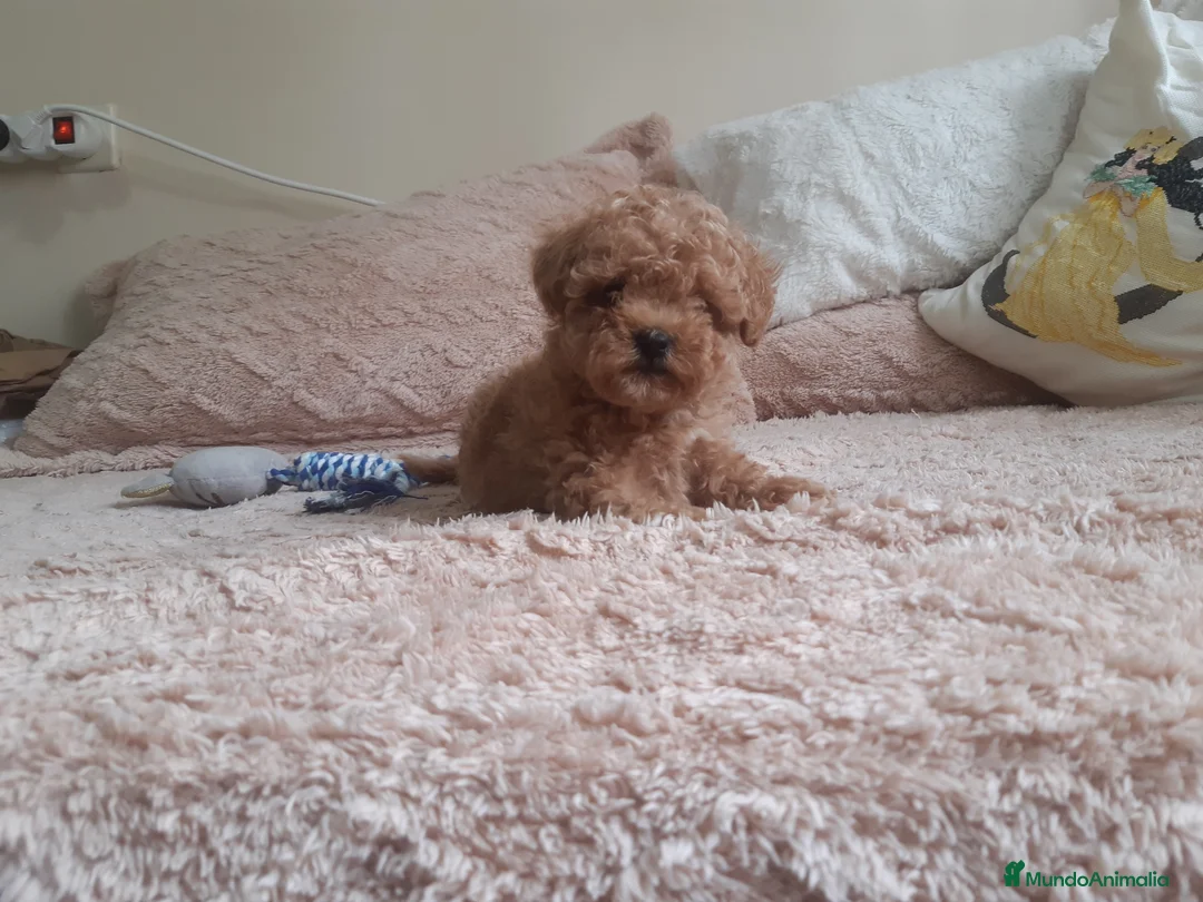 Caniche Toy perros en venta: PRECIOSOS CANICHE  ROJO LINEA TOY - Anuncio 25