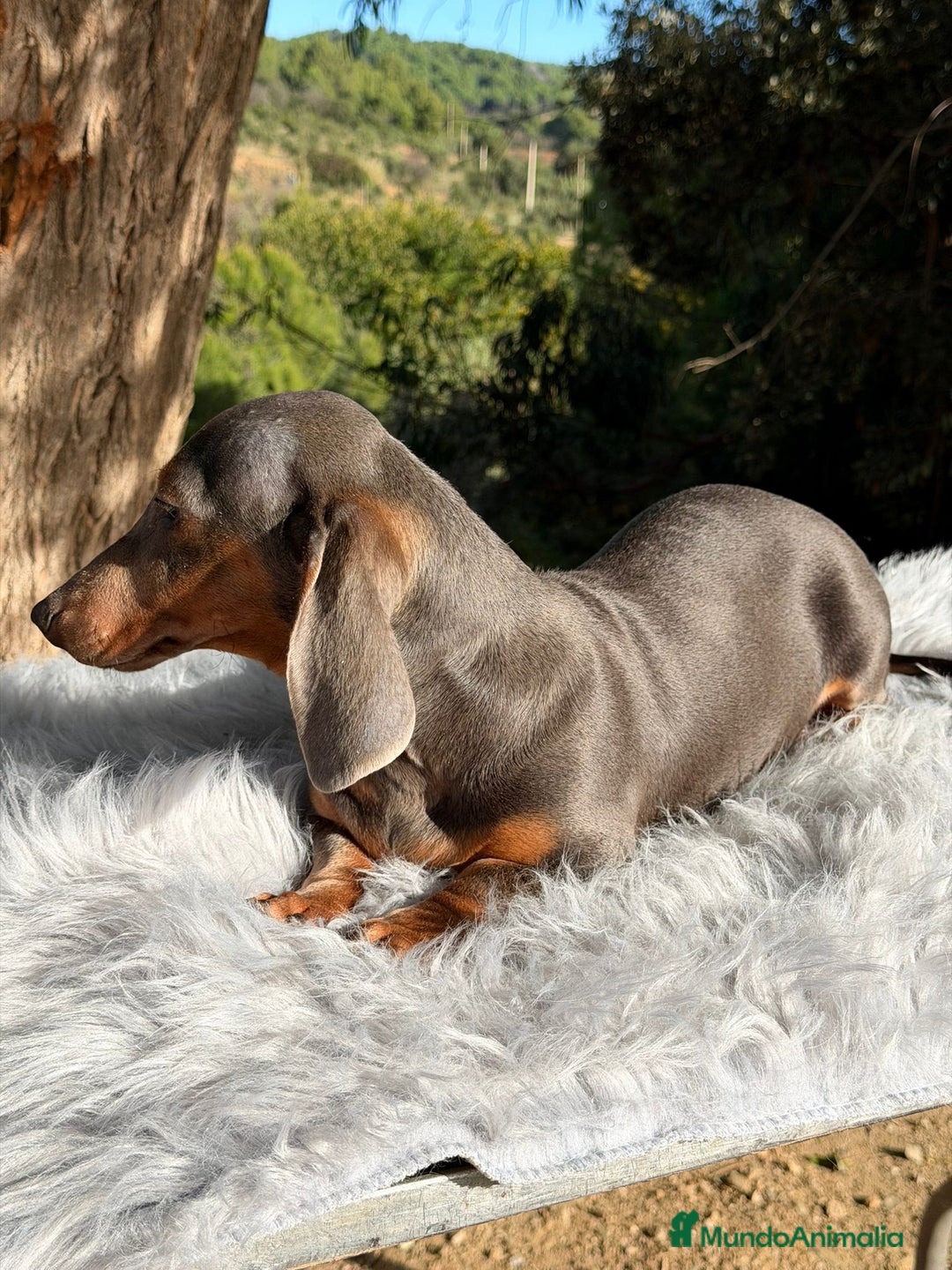 Teckel Miniatura perros en venta: Teckel blue mini - Anuncio 4