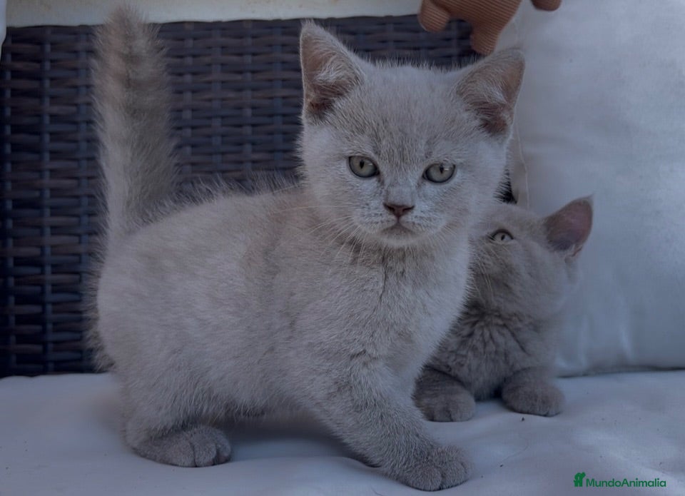 Británico de Pelo Corto gatos BRITISH SHORTHAIR LILAC - Anuncio 2