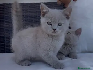 Británico de Pelo Corto gatos BRITISH SHORTHAIR LILAC - Anuncio 2