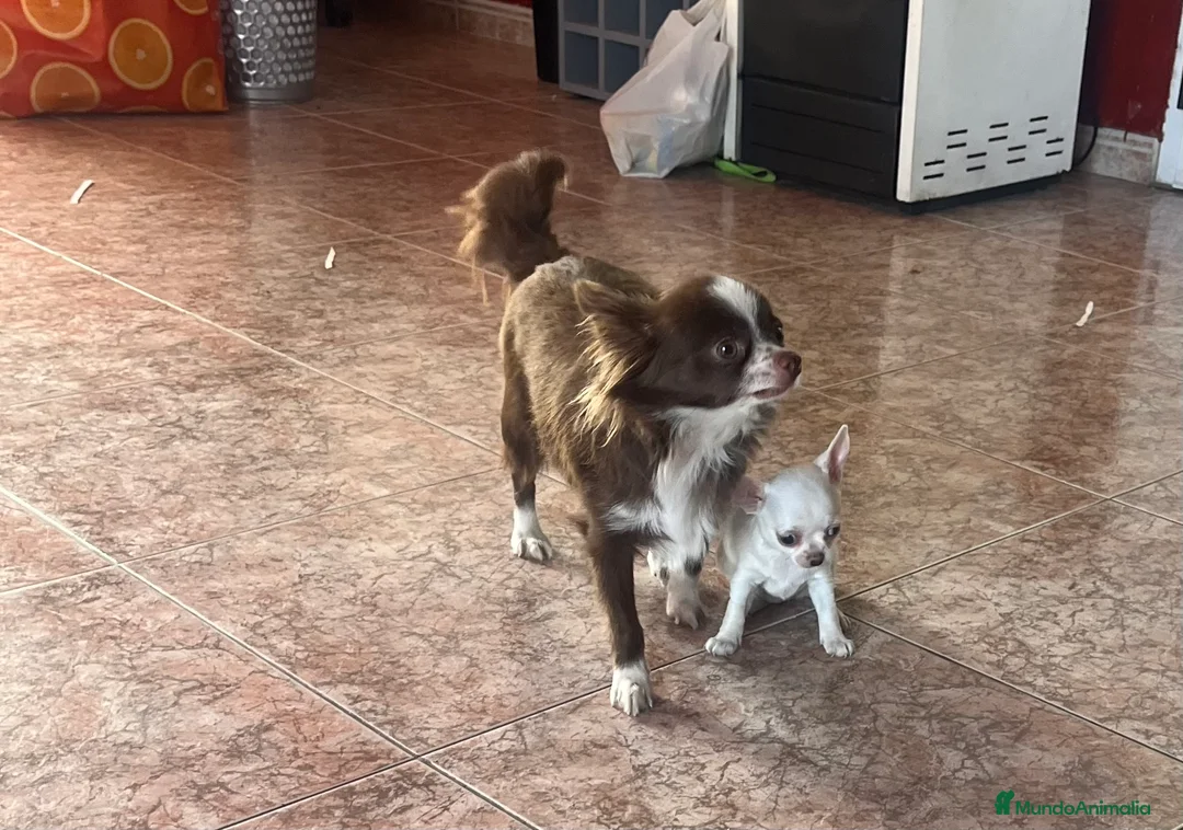 Chihuahua perros en venta: Caraby Chihuahuas en Benidorm  en Alicante - Anuncio 3