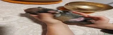 Shiba Inu 2