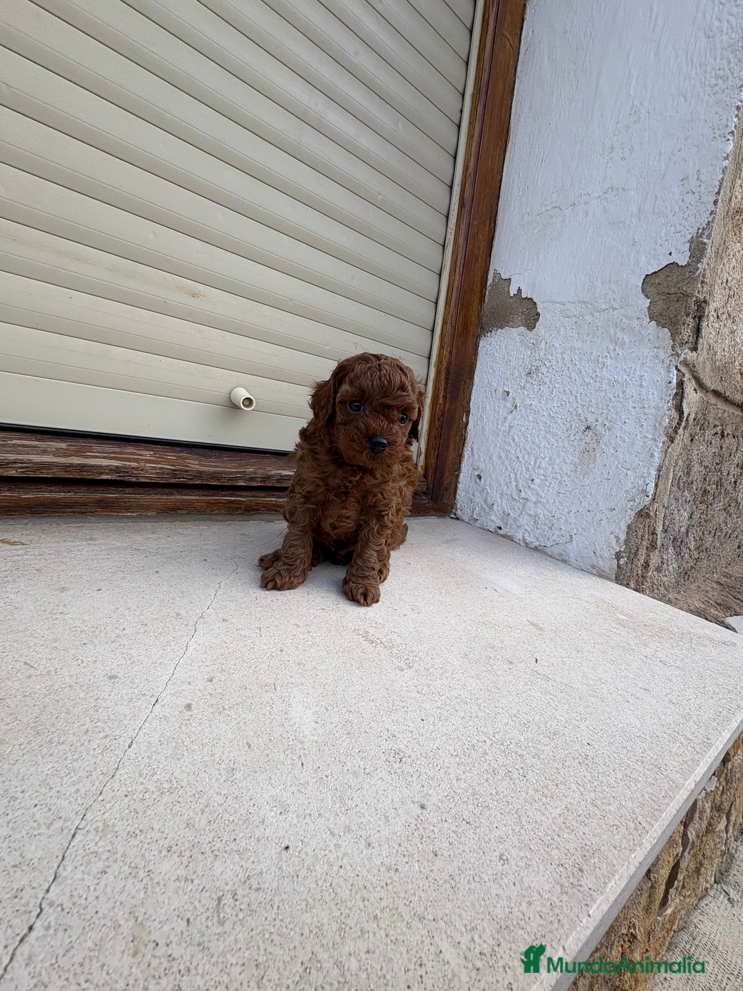 Caniche Toy perros en venta: Caniche Toy rojo intenso  - Anuncio 2