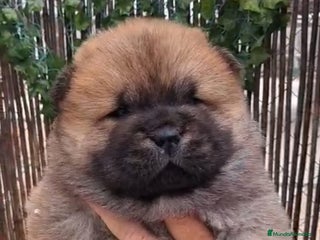 Chow Chow perros Bebes chow chow /lengua azul - Anuncio 15