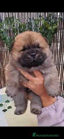 Chow Chow perros Bebes chow chow /lengua azul - Anuncio 1