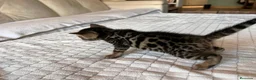 Bengalí gatos en venta: IMPRESIONANTES GATOS BENGALÍS en Madrid - Anuncio 1