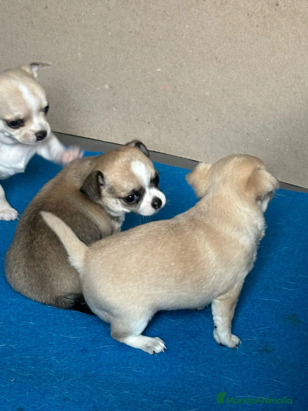 Chihuahua perros en venta: CACHORRITAS CHIHUAHUA en Navarra - Anuncio 2