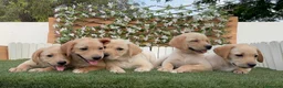 Labrador Retriever perros en venta: LABRADOR RETRIEVER - Anuncio 2