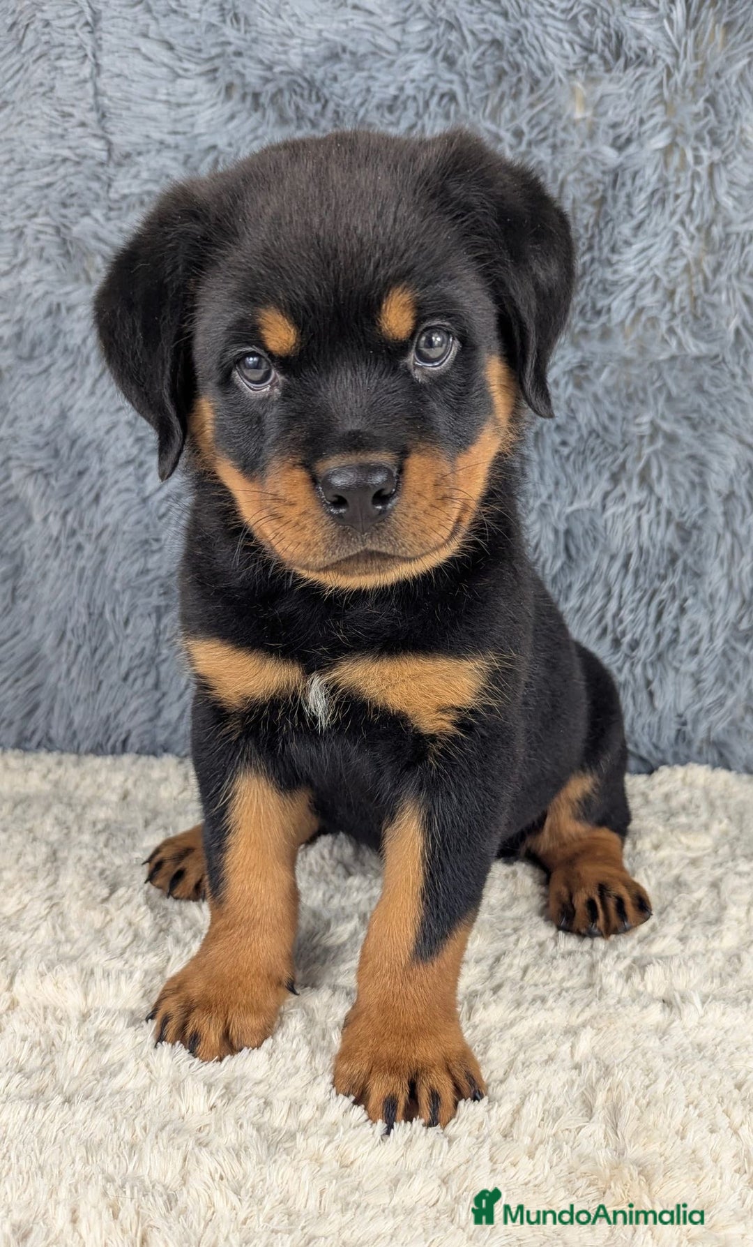 Rottweiler perros en venta: CAMADA DE ROTTWEILER 2 MESES DISPONIBLE - Anuncio 1