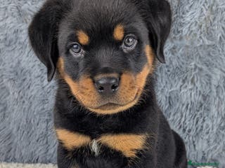 Rottweiler perros CAMADA DE ROTTWEILER 2 MESES DISPONIBLE - Anuncio 3