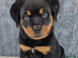 Rottweiler perros CAMADA DE ROTTWEILER 2 MESES DISPONIBLE - Anuncio 5
