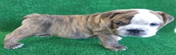 Bulldog Inglés perros en venta: BULLDOG INGLÉS - Anuncio 7
