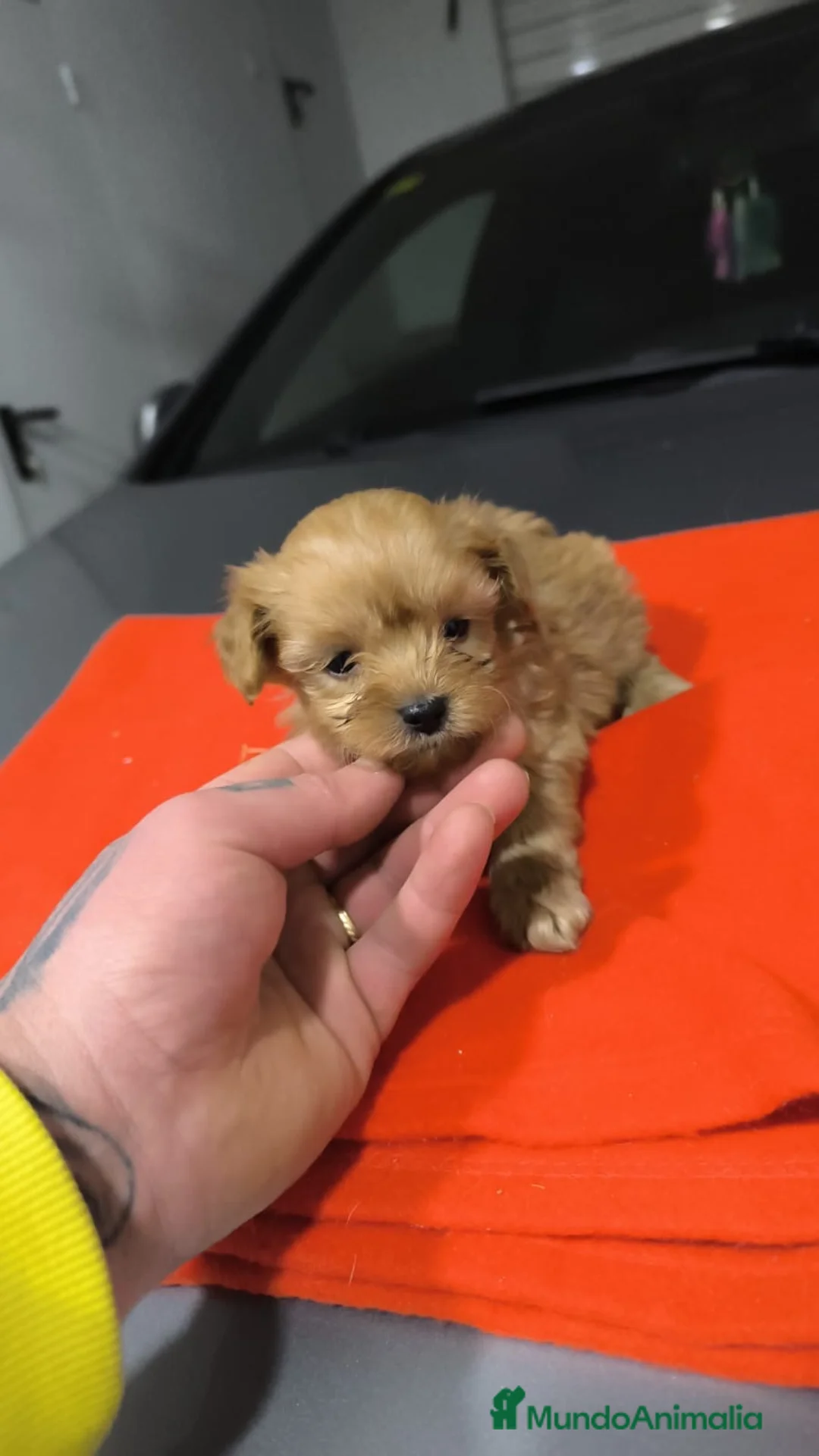 Maltipoo perros en venta: PRECIOSO EJEMPLARES DE MALTIPOO 90% (caniche ) - Anuncio 5