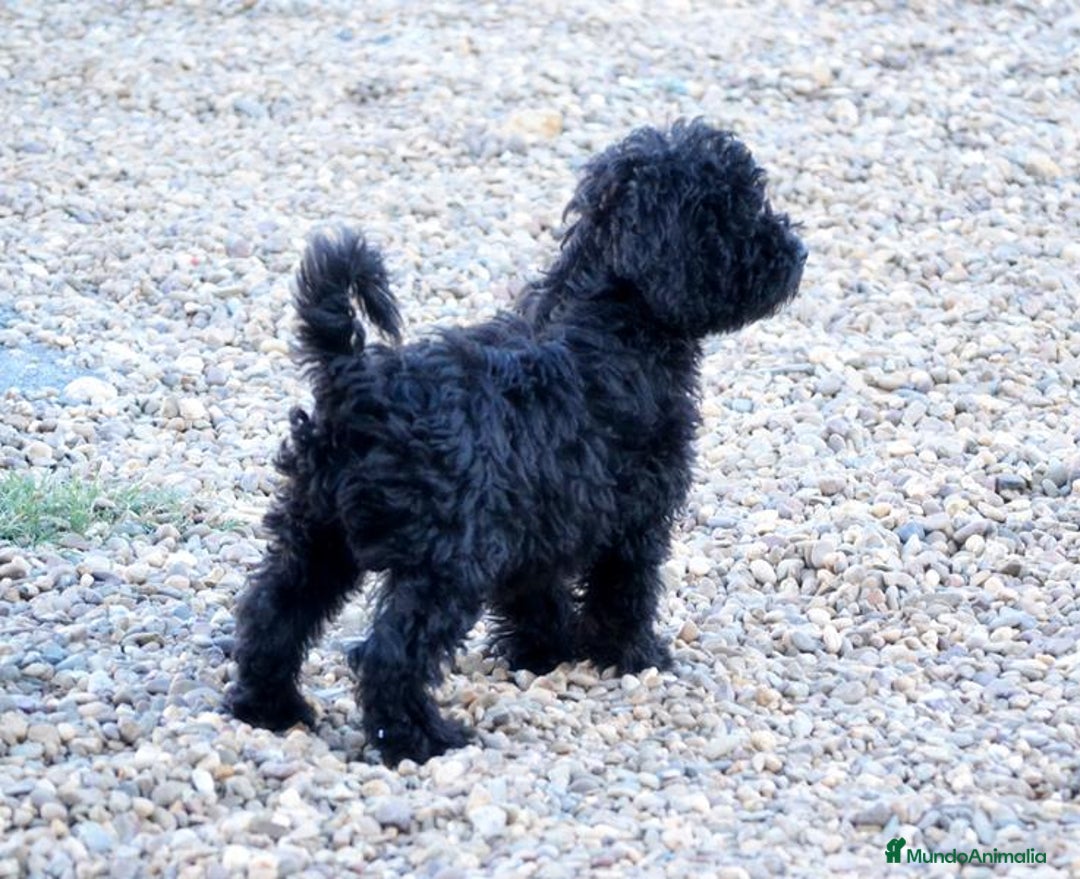 Perro de Agua Español perros en venta: Cachorra perro de agua español - Anuncio 2