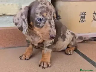 Teckel perros Teckel Kannitchen - Anuncio 1