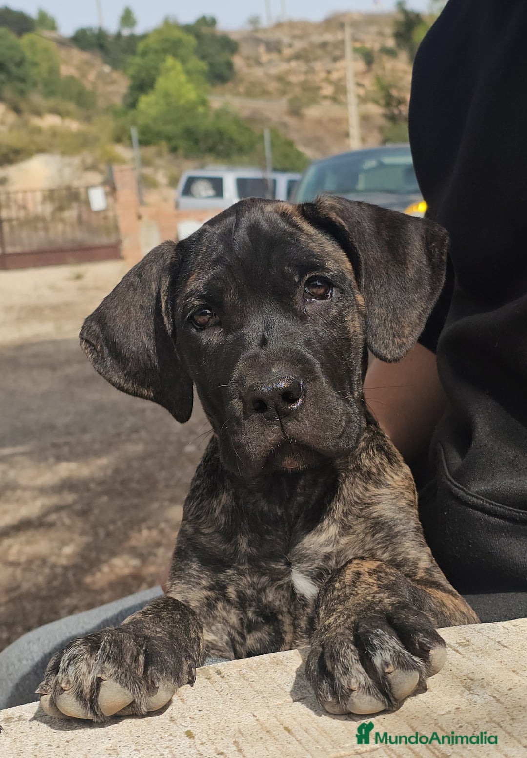 Cane Corso perros en venta: Cachorros Cane Corso - Imagen 1