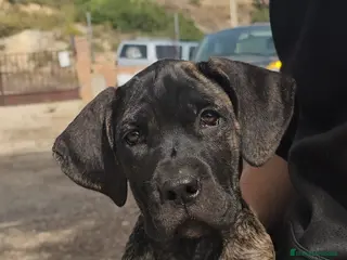 Cane Corso perros Cachorros Cane Corso - Anuncio 2