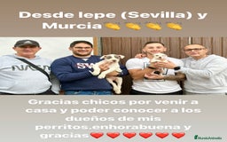 American Staffordshire-Terrier perros en venta: American Stanford, mis pequeños - Imagen 4